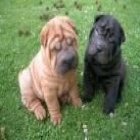 CACHORROS SHAR PEI CON PEDIGREE - mejor precio | unprecio.es