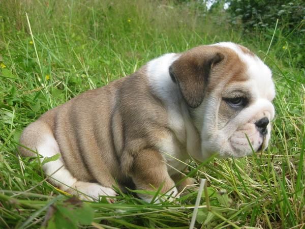 Excelentes cachorros de bulldog ingles 145