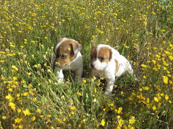 Jacks Russells camada de cachorros bicolores