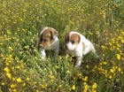 Jacks Russells camada de cachorros bicolores - mejor precio | unprecio.es
