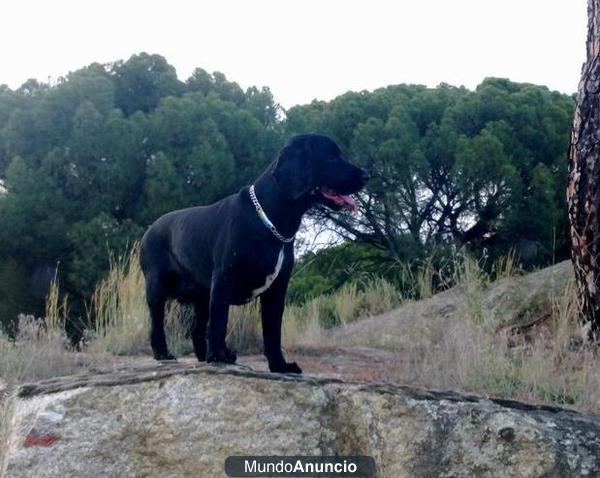 Se ofrece Cocker Spaniel negro