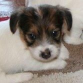 VENDO HERMOSOS CACHORROS JACK RUSSELL TERRIER PATAS CORTAS