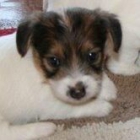 VENDO HERMOSOS CACHORROS JACK RUSSELL TERRIER PATAS CORTAS - mejor precio | unprecio.es