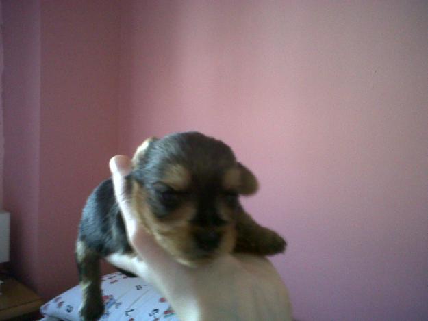 Vendo yorkshire