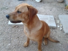 Doy perro en adopción - mejor precio | unprecio.es
