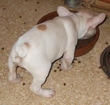 * BULLDOG FRANCES PARA MONTA