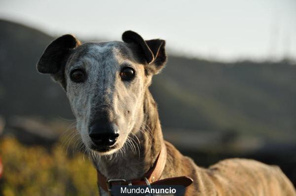 adopta un galgo