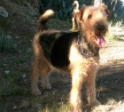 airedale terrier - mejor precio | unprecio.es