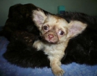 Chihuahua de pelo largo - mejor precio | unprecio.es