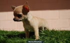 CHIHUAHUA TOY CACHORROS LISTOS PARA LA ENTREGA - mejor precio | unprecio.es