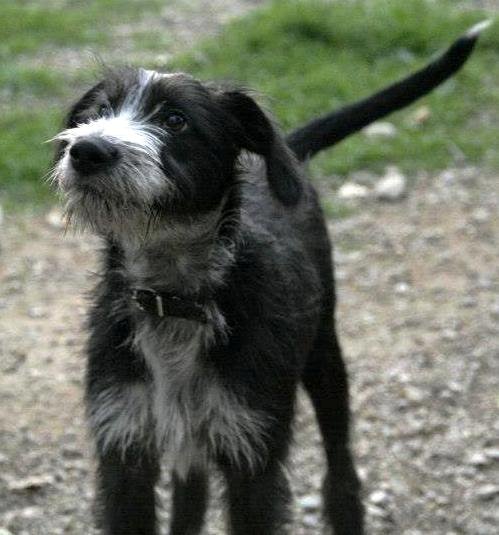JOY, cachorro en adopcion