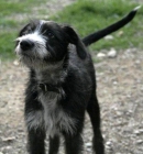 JOY, cachorro en adopcion - mejor precio | unprecio.es