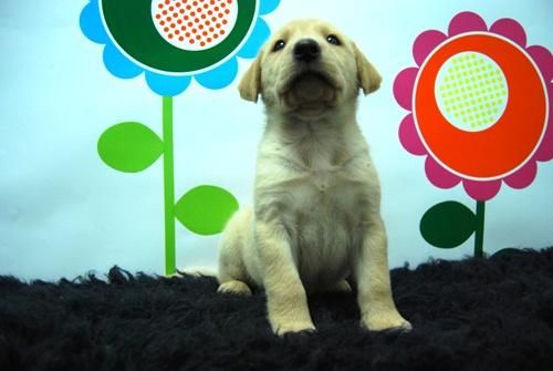 Labrador _ Disponible color blanco _visite www.animalflower.es _ entrega instantanea