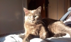 MISSI, preciosa gata azul ruso en adopción - mejor precio | unprecio.es