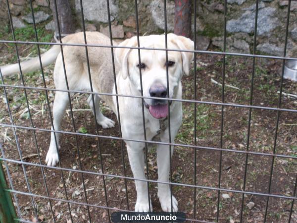 Regalo perra cruce labrador y mastin preciosa, buen caracter..