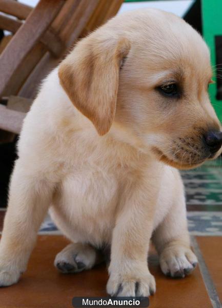 VENDO PERROS LABRADORES CON PEDIGRI