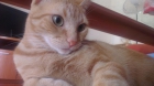 Turquía, una gata naranja especialmente inteligente - mejor precio | unprecio.es
