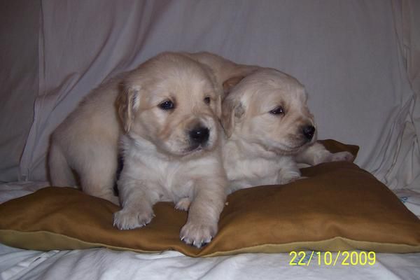 CACHORRITOS DE GOLDEN RETRIEVER CON PEDIGRI ESPAÑOL