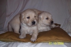 CACHORRITOS DE GOLDEN RETRIEVER CON PEDIGRI ESPAÑOL - mejor precio | unprecio.es