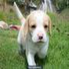 HERMOSOS CACHORRITOS BEAGLE - mejor precio | unprecio.es
