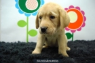 Labrador Ejemplares con 2 meses www.animalflower.es - mejor precio | unprecio.es