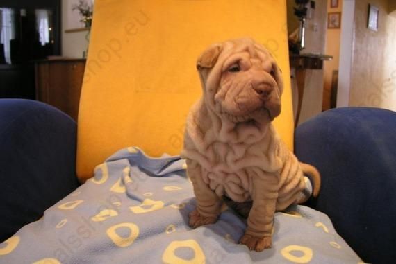 Oferta especial Shar pei