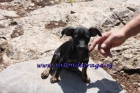 Pinscher Toy y Westy 150€ Ocasion - mejor precio | unprecio.es