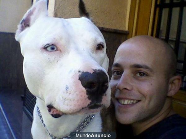 PIT BULL PARA MONTA