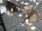 REGALO 4 CACHORRITOS - mejor precio | unprecio.es