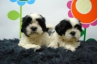 shit tzu, camadita en venta - mejor precio | unprecio.es