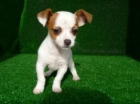 ultimo cachorro chihuahua - mejor precio | unprecio.es