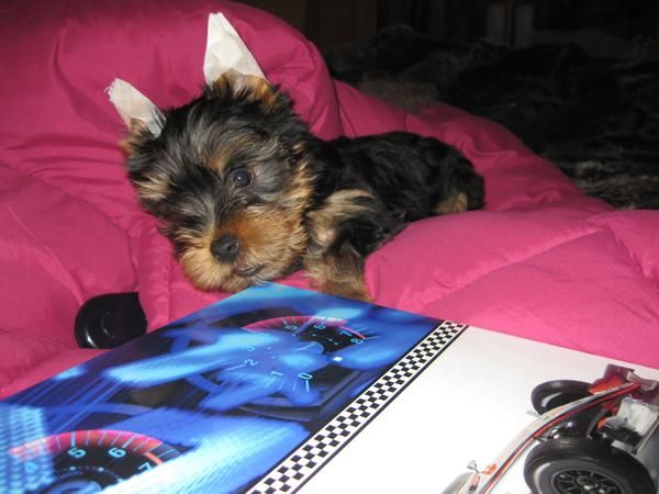 ultimo cachorro macho de yorkshire terrier