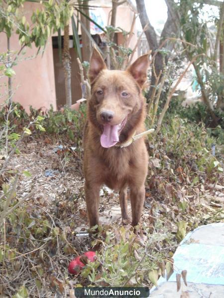 mix pastor alemán 3 años en adopción