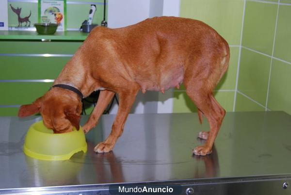 LUZ, PEQUEÑA PODENQUITA EN ADOPCIÓN