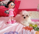 Bichon Maltes - mejor precio | unprecio.es