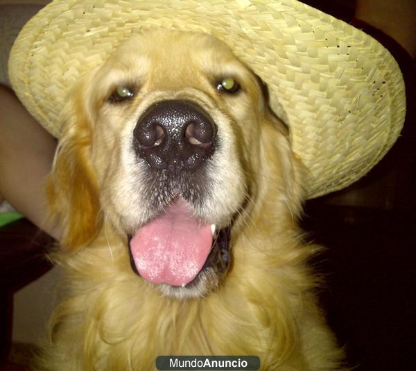 Busco hembra Golden retriever para monta