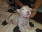 cachorros bullterrier - mejor precio | unprecio.es