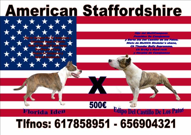 cachorros de american stanford
