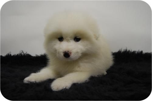 CACHORROS DE SAMOYEDO DE EXCELENTE CALIDAD**