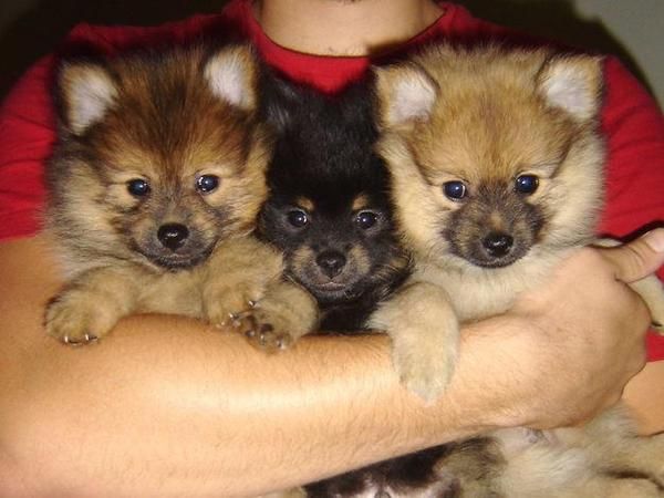 cachorros Pomerania se solicitaba la adopción.