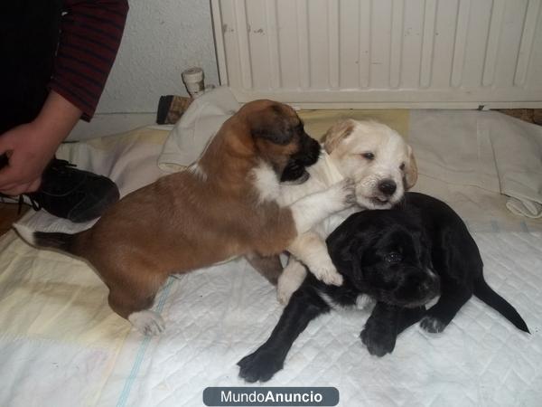 damos camada de perritos