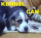 fabulosos cachorros de beagle - mejor precio | unprecio.es