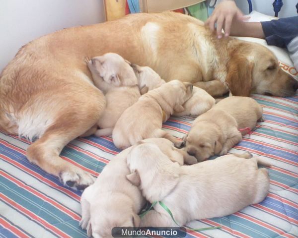 Labradores dorados con 45 dias de capricho