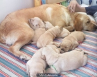 Labradores dorados con 45 dias de capricho - mejor precio | unprecio.es