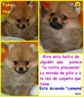 Pomeranias lulu-enanisimos  pedigree 390 - mejor precio | unprecio.es