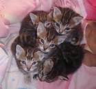regalo gatitos en malaga - mejor precio | unprecio.es