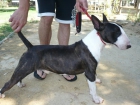 SE OFRECE PRECIOSO BULLTERRIER PARA MONTA. - mejor precio | unprecio.es