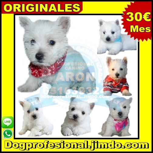 Venta cachorro westy