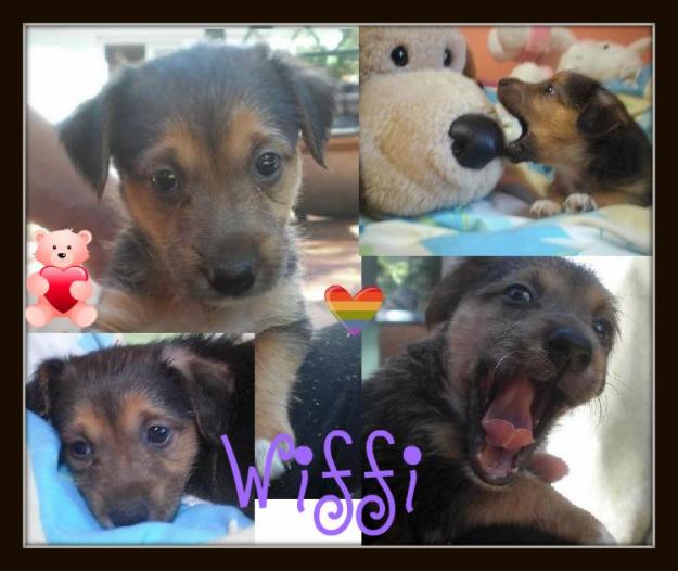Wiffi, cachorro tamaño pequeño en adopcion