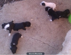 Se regalan cachorros pequeños de pelo corto - mejor precio | unprecio.es